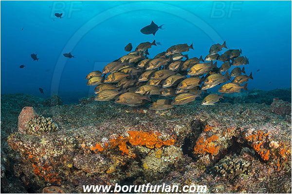 Aliwal shoal, Umkomaas, South Africa, Indian ocean, Pomadasys striatus, Pomadasys, Haemulidae, Striped grunter, Grunter, Fish, Fish school, Reef