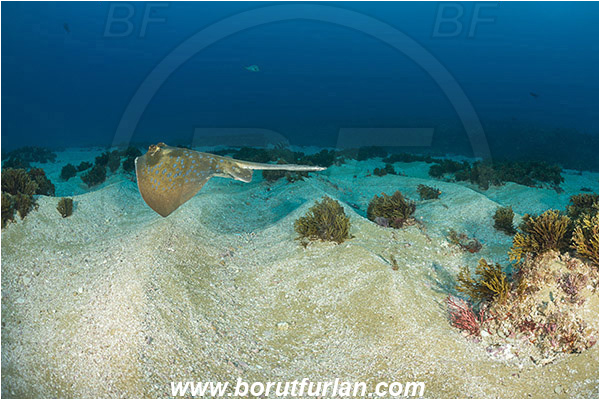 Aliwal shoal, Umkomaas, South Africa, Indian ocean, Dasyatis chrysonota, Dasyatis, Dasyatidae, Elasmobranchii, Blue stingray, Stingray, Reef, Fish, Sand