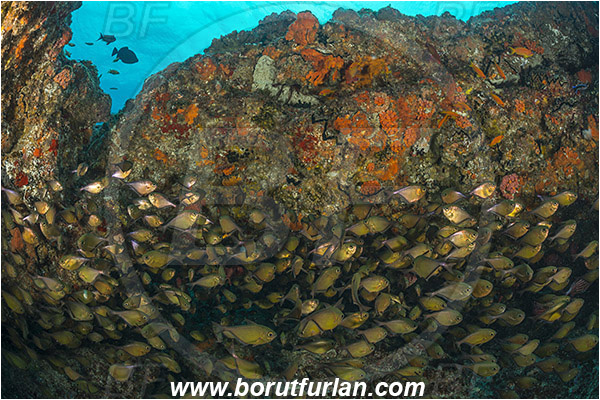 Aliwal shoal, Umkomaas, South Africa, Indian ocean, Pempheris adusta, Pempheris, Pempheridae, Dusky sweeper, Sweeper, Fish, Fish school, Reef