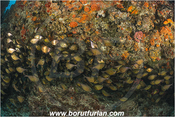 Aliwal shoal, Umkomaas, South Africa, Indian ocean, Pempheris adusta, Pempheris, Pempheridae, Dusky sweeper, Sweeper, Fish, Fish school, Reef