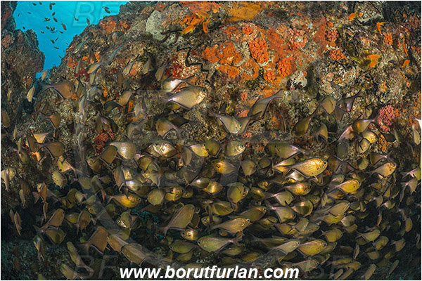 Aliwal shoal, Umkomaas, South Africa, Indian ocean, Pempheris adusta, Pempheris, Pempheridae, Dusky sweeper, Sweeper, Fish, Fish school, Reef