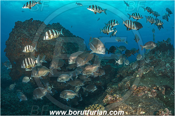 Aliwal shoal, Umkomaas, South Africa, Indian ocean, Polyamblyodon germanum, Polyamblyodon, Sparidae, German, Seabream, Diplodus cervinus, Diplodus, Zebra seabream, Fish, Fish school, Reef