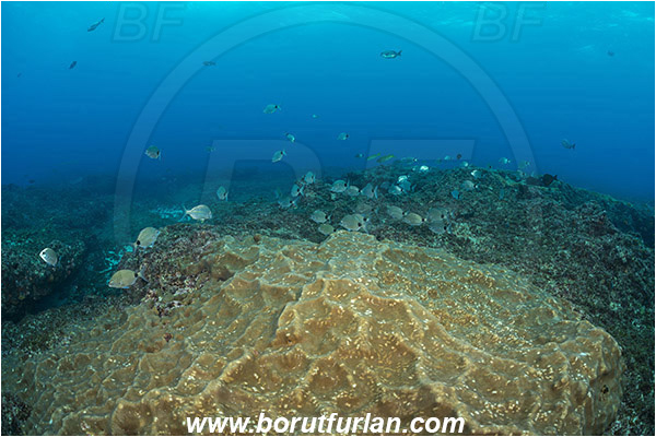 Aliwal shoal, Umkomaas, South Africa, Indian ocean, Sponge, Porifera, Reef, Unidentified