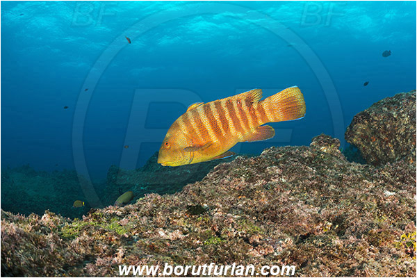 Aliwal shoal, Umkomaas, South Africa, Indian ocean, Anchichoerops natalensis, Anchichoerops, Labridae, Natal wrasse, Wrasse, Fish, Reef