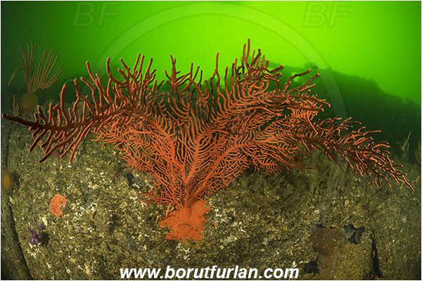 Eater wreck, Wreck, Simon