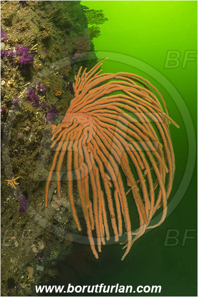 Smits wreck, Wreck, Simon