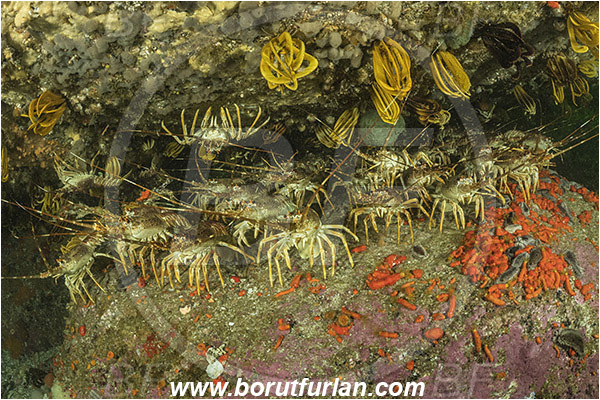 False bay, South Africa, Atlantic ocean, Jasus lalandii, Jasus, Palinuridae, West coast rock lobster, Spiny lobster, Lobster, Decapoda, Crustacea, Crustacean, Reef, Group of lobsters, Hemiocnus insolens, Hemiocnus, Cucumariidae, Red-chested sea cucumber, Sea cucumber, Holothuroidea, Holothurian, Echinodermata, Echinoderm