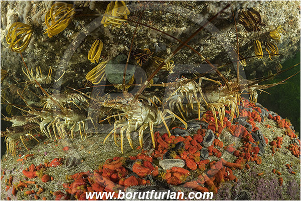 False bay, South Africa, Atlantic ocean, Jasus lalandii, Jasus, Palinuridae, West coast rock lobster, Spiny lobster, Lobster, Decapoda, Crustacea, Crustacean, Reef, Group of lobsters, Hemiocnus insolens, Hemiocnus, Cucumariidae, Red-chested sea cucumber, Sea cucumber, Holothuroidea, Holothurian, Echinodermata, Echinoderm