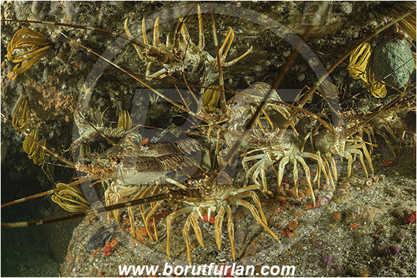 False bay, South Africa, Atlantic ocean, Jasus lalandii, Jasus, Palinuridae, West coast rock lobster, Spiny lobster, Lobster, Decapoda, Crustacea, Crustacean, Reef, Group of lobsters