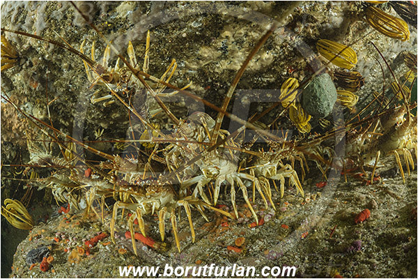 False bay, South Africa, Atlantic ocean, Jasus lalandii, Jasus, Palinuridae, West coast rock lobster, Spiny lobster, Lobster, Decapoda, Crustacea, Crustacean, Reef, Group of lobsters