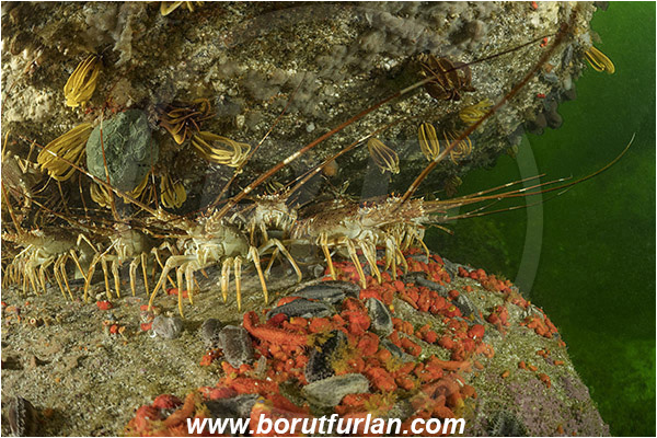 False bay, South Africa, Atlantic ocean, Jasus lalandii, Jasus, Palinuridae, West coast rock lobster, Spiny lobster, Lobster, Decapoda, Crustacea, Crustacean, Reef, Group of lobsters, Hemiocnus insolens, Hemiocnus, Cucumariidae, Red-chested sea cucumber, Sea cucumber, Holothuroidea, Holothurian, Echinodermata, Echinoderm
