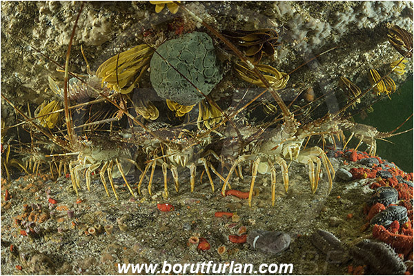 False bay, South Africa, Atlantic ocean, Jasus lalandii, Jasus, Palinuridae, West coast rock lobster, Spiny lobster, Lobster, Decapoda, Crustacea, Crustacean, Reef, Group of lobsters
