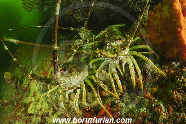 False bay, South Africa, Atlantic ocean, Jasus lalandii, Jasus, Palinuridae, West coast rock lobster, Spiny lobster, Lobster, Decapoda, Crustacea, Crustacean, Reef, Group of lobsters