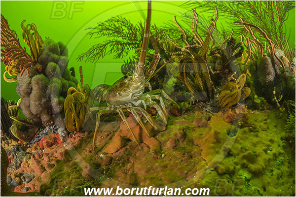 False bay, South Africa, Atlantic ocean, Jasus lalandii, Jasus, Palinuridae, West coast rock lobster, Spiny lobster, Lobster, Decapoda, Crustacea, Crustacean, Reef, Various benthic life