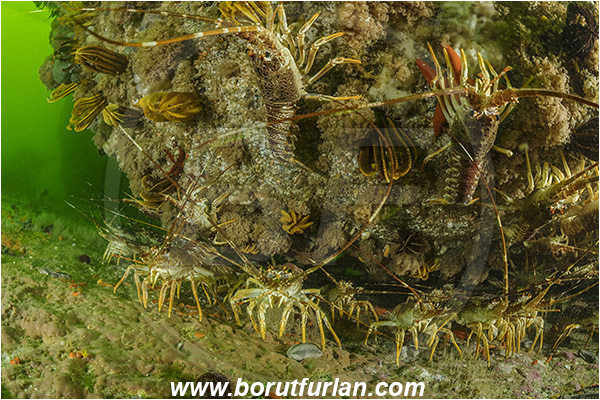False bay, South Africa, Atlantic ocean, Jasus lalandii, Jasus, Palinuridae, West coast rock lobster, Spiny lobster, Lobster, Decapoda, Crustacea, Crustacean, Reef, Group of lobsters