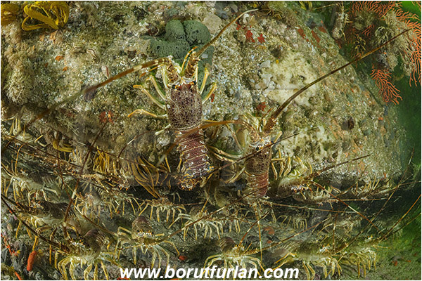 False bay, South Africa, Atlantic ocean, Jasus lalandii, Jasus, Palinuridae, West coast rock lobster, Spiny lobster, Lobster, Decapoda, Crustacea, Crustacean, Reef, Group of lobsters