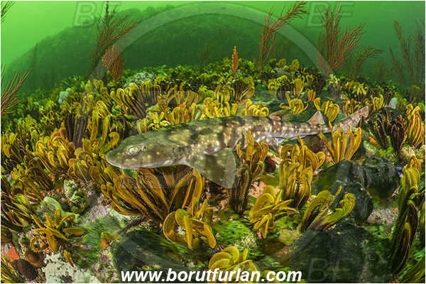 Simon