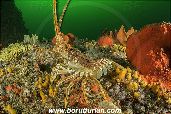 False bay, South Africa, Atlantic ocean, Jasus lalandii, Jasus, Palinuridae, West coast rock lobster, Spiny lobster, Lobster, Decapoda, Crustacea, Crustacean, Reef, Various benthic life