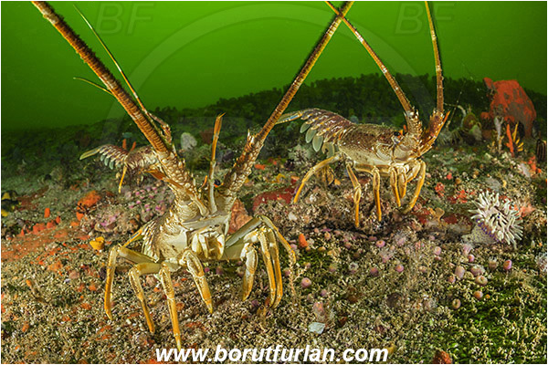 False bay, South Africa, Atlantic ocean, Jasus lalandii, Jasus, Palinuridae, West coast rock lobster, Spiny lobster, Lobster, Decapoda, Crustacea, Crustacean, Reef, Various benthic life