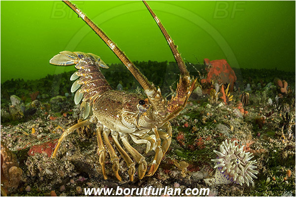 False bay, South Africa, Atlantic ocean, Jasus lalandii, Jasus, Palinuridae, West coast rock lobster, Spiny lobster, Lobster, Decapoda, Crustacea, Crustacean, Reef, Various benthic life
