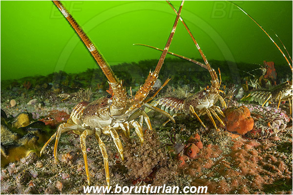 False bay, South Africa, Atlantic ocean, Jasus lalandii, Jasus, Palinuridae, West coast rock lobster, Spiny lobster, Lobster, Decapoda, Crustacea, Crustacean, Reef, Various benthic life