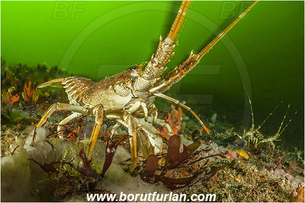 False bay, South Africa, Atlantic ocean, Jasus lalandii, Jasus, Palinuridae, West coast rock lobster, Spiny lobster, Lobster, Decapoda, Crustacea, Crustacean, Reef, Various benthic life