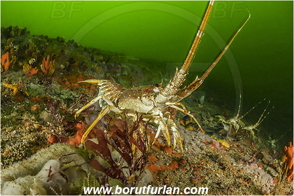 False bay, South Africa, Atlantic ocean, Jasus lalandii, Jasus, Palinuridae, West coast rock lobster, Spiny lobster, Lobster, Decapoda, Crustacea, Crustacean, Reef, Various benthic life