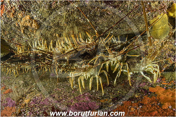 False bay, South Africa, Atlantic ocean, Jasus lalandii, Jasus, Palinuridae, West coast rock lobster, Spiny lobster, Lobster, Decapoda, Crustacea, Crustacean, Reef, Group of lobsters