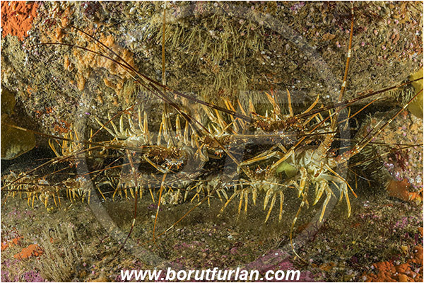 False bay, South Africa, Atlantic ocean, Jasus lalandii, Jasus, Palinuridae, West coast rock lobster, Spiny lobster, Lobster, Decapoda, Crustacea, Crustacean, Reef, Group of lobsters