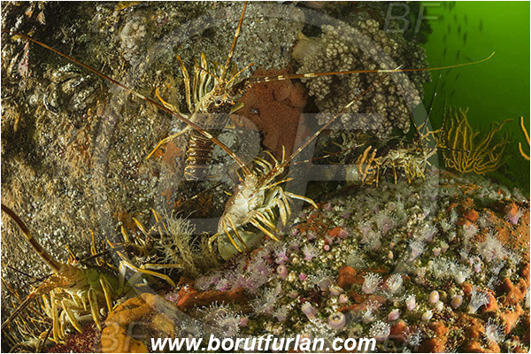 False bay, South Africa, Atlantic ocean, Jasus lalandii, Jasus, Palinuridae, West coast rock lobster, Spiny lobster, Lobster, Decapoda, Crustacea, Crustacean, Reef, Group of lobsters, Various benthic life