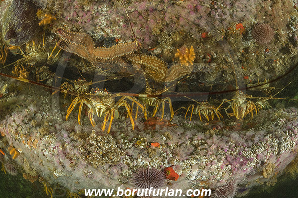 False bay, South Africa, Atlantic ocean, Jasus lalandii, Jasus, Palinuridae, West coast rock lobster, Spiny lobster, Lobster, Decapoda, Crustacea, Crustacean, Reef, Group of lobsters