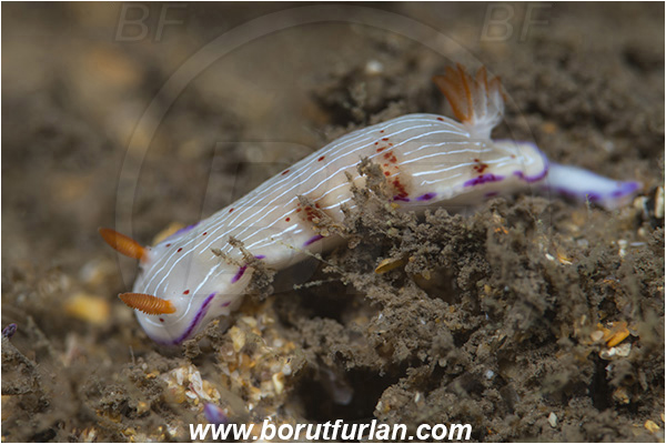 Aliwal shoal, Umkomaas, South Africa, Indian ocean, Hypselodoris capensis, Hypselodoris, Chromodorididae, Cape dorid, Nudibranch, Sea slug, Gastropoda, Mollusca, Mollusc
