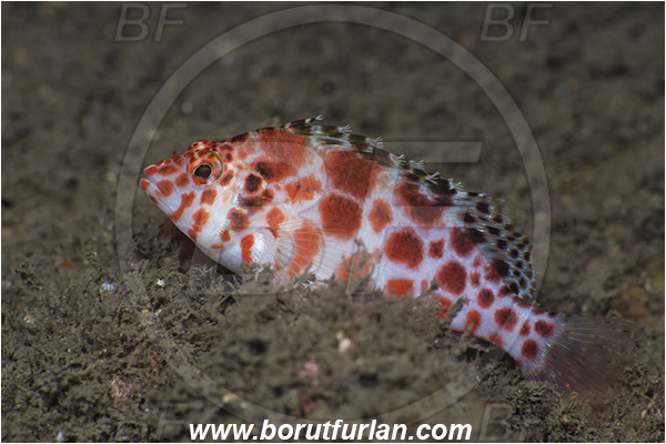 Aliwal shoal, Umkomaas, South Africa, Indian ocean, Cirrhitichthys oxycephalus, Cirrhitichthys, Cirrhitidae, Coral hawkfish, Hawkfish, Fish