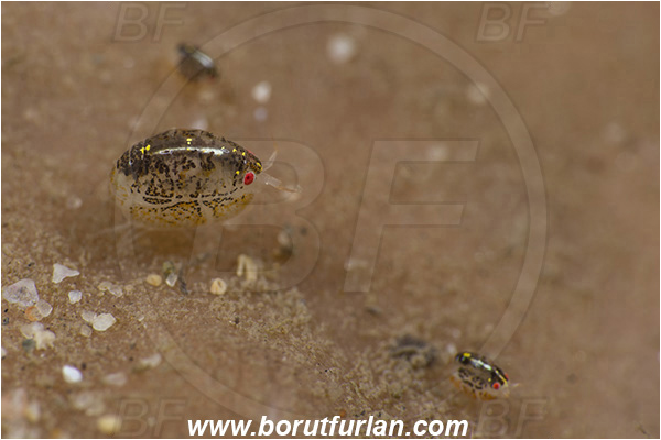 Aliwal shoal, Umkomaas, South Africa, Indian ocean, Cyproidea sp., Cyproidea, Cyproideidae, Ladybug amphipod, Ornate amphipod, Amphipoda, Crustacea, Crustacean