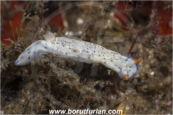 Aliwal shoal, Umkomaas, South Africa, Indian ocean, Hypselodoris carnea, Hypselodoris, Chromodorididae, Dorid, Nudibranch, Sea slug, Gastropoda, Mollusca, Mollusc
