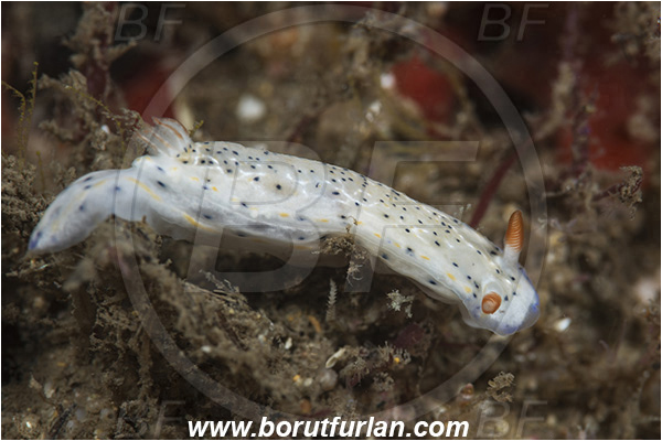 Aliwal shoal, Umkomaas, South Africa, Indian ocean, Hypselodoris carnea, Hypselodoris, Chromodorididae, Dorid, Nudibranch, Sea slug, Gastropoda, Mollusca, Mollusc