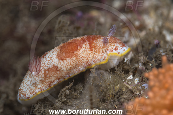 Aliwal shoal, Umkomaas, South Africa, Indian ocean, Goniobranchus tinctorius, Goniobranchus, Chromodorididae, Red netted Goniobranchus, Nudibranch, Sea slug, Gastropoda, Mollusca, Mollusc