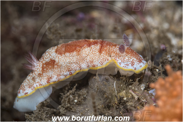 Aliwal shoal, Umkomaas, South Africa, Indian ocean, Goniobranchus tinctorius, Goniobranchus, Chromodorididae, Red netted Goniobranchus, Nudibranch, Sea slug, Gastropoda, Mollusca, Mollusc