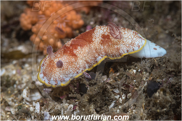 Aliwal shoal, Umkomaas, South Africa, Indian ocean, Goniobranchus tinctorius, Goniobranchus, Chromodorididae, Red netted Goniobranchus, Nudibranch, Sea slug, Gastropoda, Mollusca, Mollusc