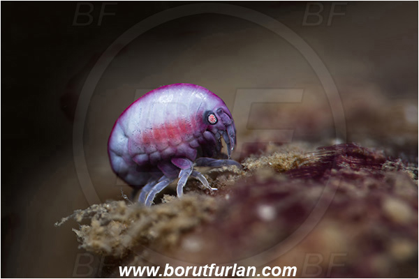 Aliwal shoal, Umkomaas, South Africa, Indian ocean, Cyproidea sp., Cyproidea, Cyproideidae, Ladybug amphipod, Ornate amphipod, Amphipoda, Crustacea, Crustacean