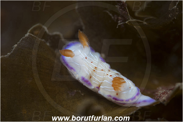 Aliwal shoal, Umkomaas, South Africa, Indian ocean, Hypselodoris capensis, Hypselodoris, Chromodorididae, Cape dorid, Nudibranch, Sea slug, Gastropoda, Mollusca, Mollusc