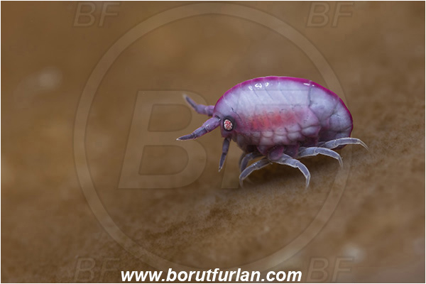 Aliwal shoal, Umkomaas, South Africa, Indian ocean, Cyproidea sp., Cyproidea, Cyproideidae, Ladybug amphipod, Ornate amphipod, Amphipoda, Crustacea, Crustacean