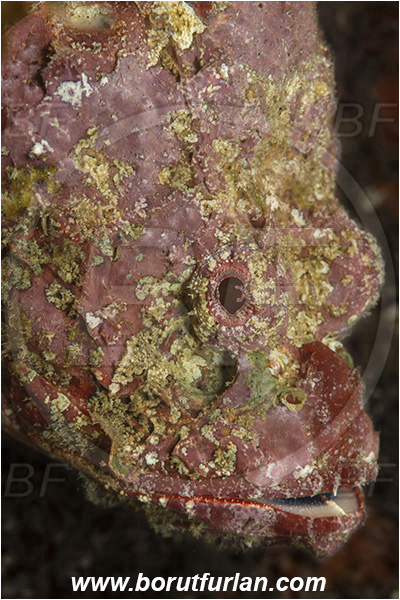 Aliwal shoal, Umkomaas, South Africa, Indian ocean, Scorpaenopsis diabolus, Scorpaenopsis, Scorpaenidae, False Stonefish, Scorpionfish, Fish, Portrait