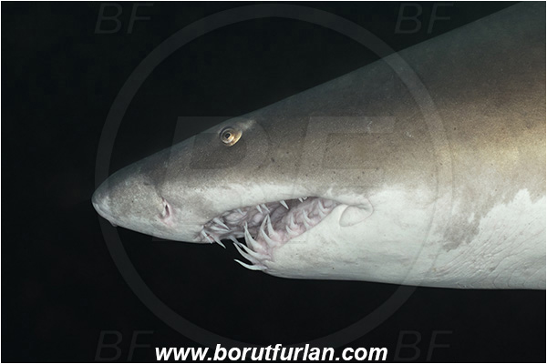 Aliwal shoal, Umkomaas, South Africa, Indian ocean, Carcharias taurus, Carcharias, Odontaspididae, Elasmobranchii, Sand tiger shark, Spotted ragged-tooth shark, Shark, Fish, Portrait