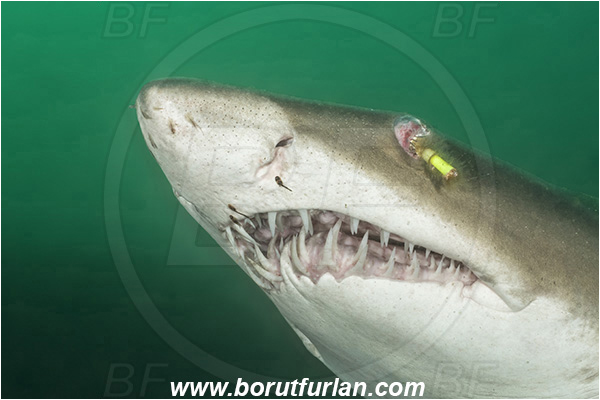 Aliwal shoal, Umkomaas, South Africa, Indian ocean, Carcharias taurus, Carcharias, Odontaspididae, Elasmobranchii, Sand tiger shark, Spotted ragged-tooth shark, Shark, Fish, Portrait, Fish hook in the eye, Blind shark