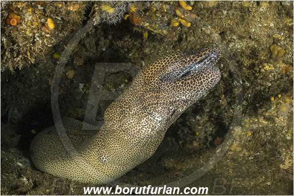 Aliwal shoal, Umkomaas, South Africa, Indian ocean, Gymnothorax favagineus, Gymnothorax, Muraeninae, Honeycomb moray, Tessellate moray, Moray, Fish, Portrait