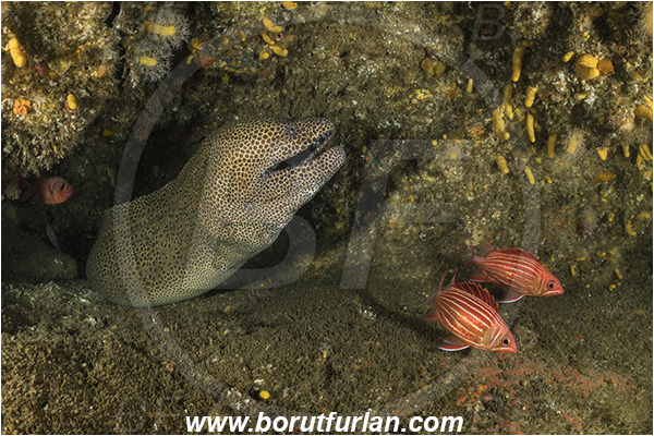 Aliwal shoal, Umkomaas, South Africa, Indian ocean, Gymnothorax favagineus, Gymnothorax, Muraeninae, Honeycomb moray, Tessellate moray, Moray, Fish, Portrait