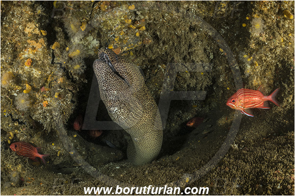 Aliwal shoal, Umkomaas, South Africa, Indian ocean, Gymnothorax favagineus, Gymnothorax, Muraeninae, Honeycomb moray, Tessellate moray, Moray, Fish, Portrait