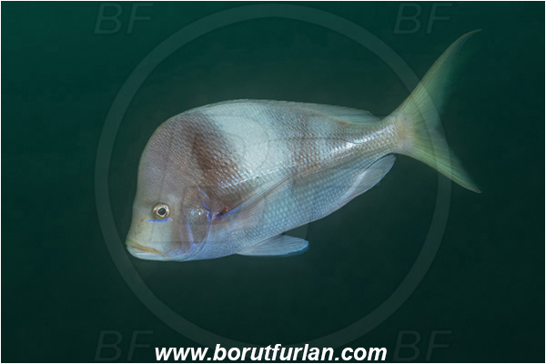 Aliwal shoal, Umkomaas, South Africa, Indian ocean, Chrysoblephus puniceus, Chrysoblephus, Sparidae, Slinger seabream, Seabream, Fish