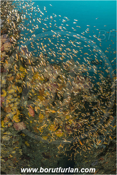 Landers, Umkomaas, South Africa, Indian ocean, Reef, Various benthic life, Fish school